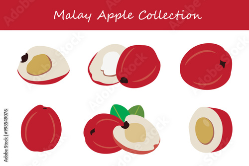 malay apple collection in different poses. Vector illustration.
