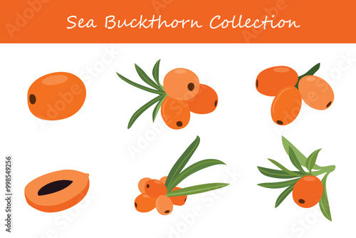 sea buckthorn collection in different poses. Vector illustration.