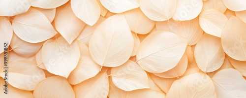 beige transparent leaves with natural texture background