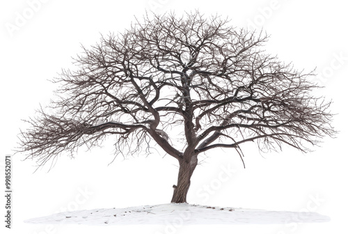 PNG Solitary tree in winter landscape