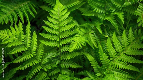 Sunlit Fern Leaves in Lush Forest Setting,National Gardening Day