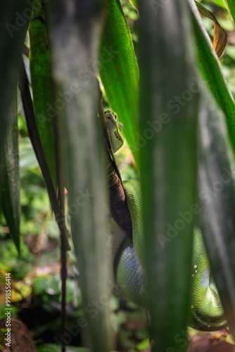 A green python snake on a branch under a leaf. 