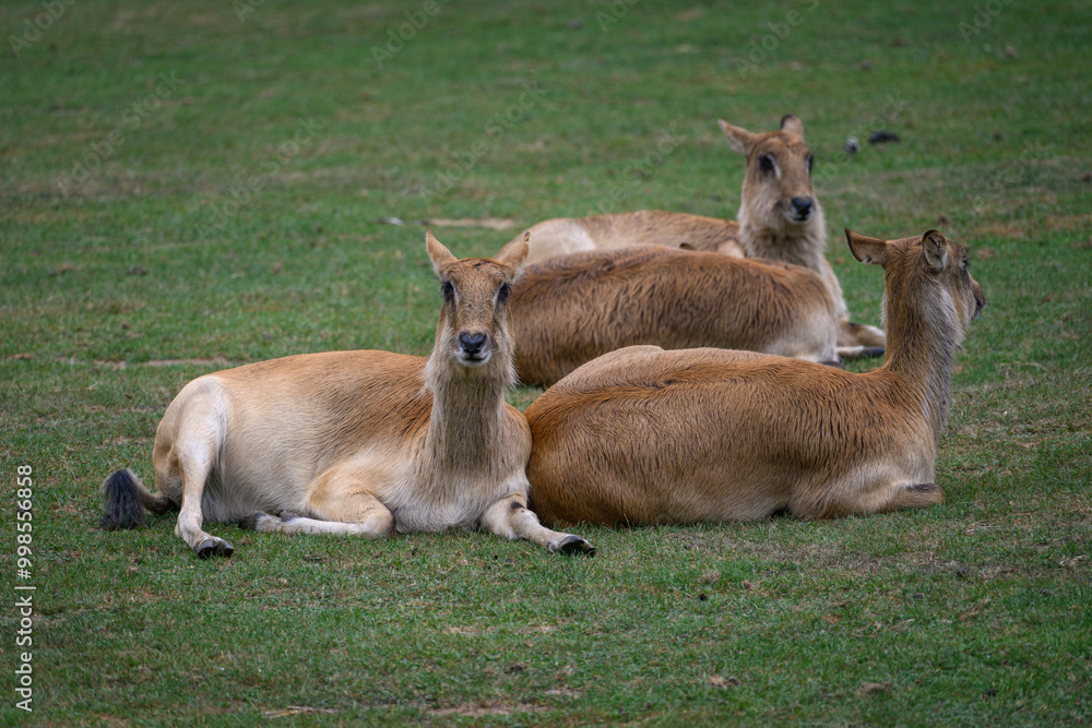 Obraz premium Antelopes resting on grass without horns. 