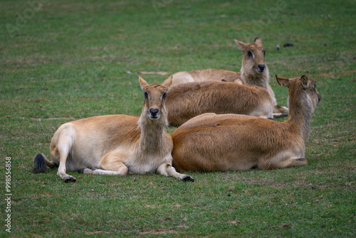 Antelopes resting on grass without horns.
 photo