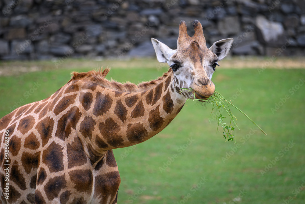Close-up of the head of a giraffe eating grass.
Close-up of the head of a giraffe eating grass.