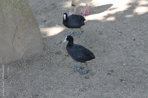 Couple de foulques macroules sur le bord d'un lac photo