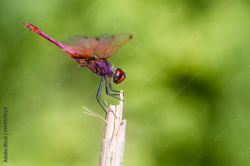 Libellule anisoptère, Trithémis pourpré, posée sur une brindille abdomen relevé sur fond vert de feuillage Libellule anisoptère, Trithémis pourpré, posée sur une brindille abdomen relevé sur fond vert de feuillage