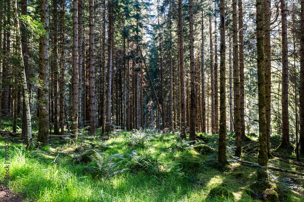 Fototapeta premium Glen Affric in the scottish Highlands
