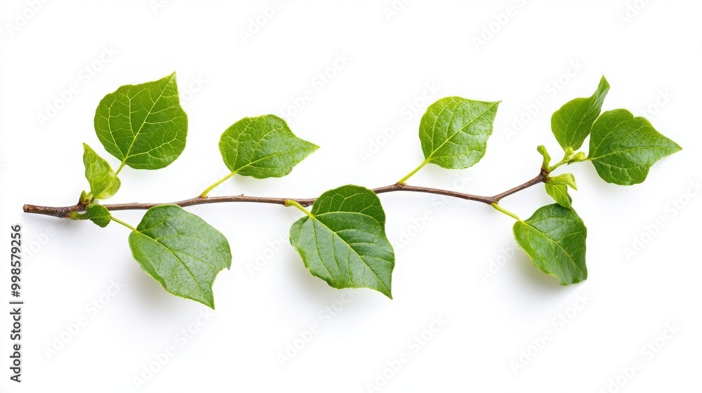 Beautiful green leaves on a branch isolated on a white background, showcasing the natural texture and freshness of the leaves Beautiful green leaves on a branch isolated on a white background, showcasing the natural texture and freshness of the leaves
