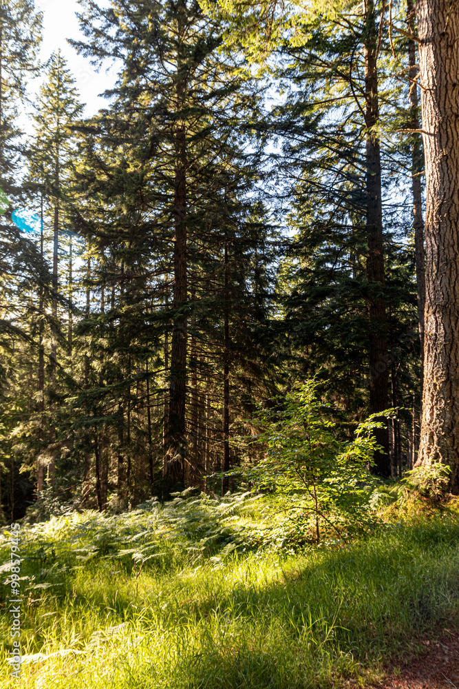 Glen Affric in the scottish Highlands Glen Affric in the scottish Highlands