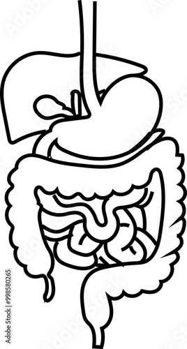 Digestive System