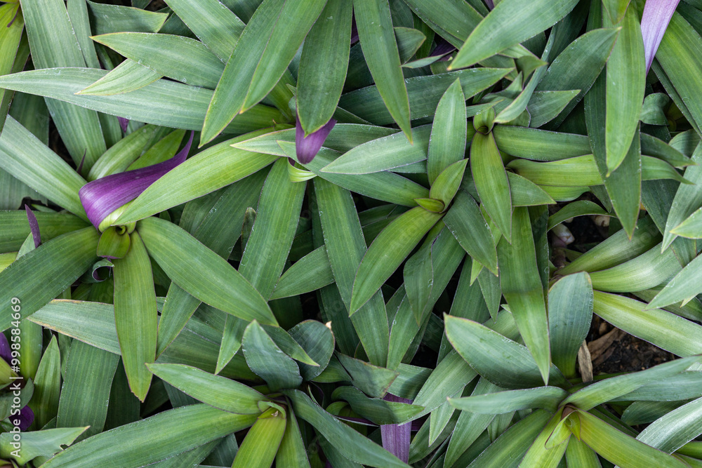 Fototapeta premium Close-Up of Lush Green Tree Leaves Outdoors