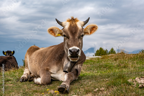 Close-up of a Cow in a grassland 