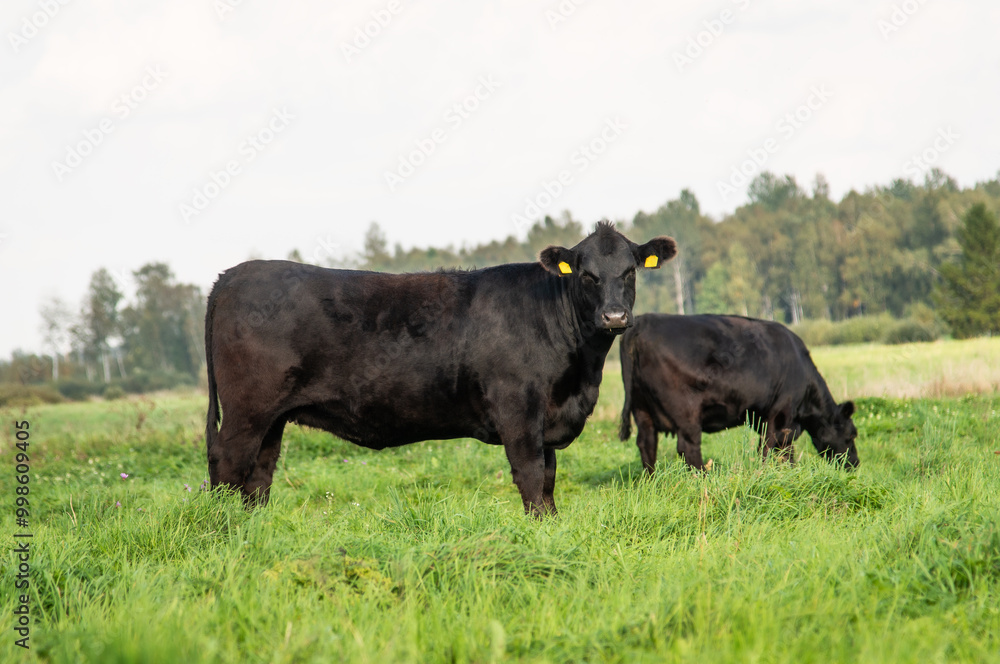 Black angus cow standing on field, forest in background, summer day. Black angus cow standing on field, forest in background, summer day.