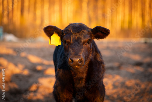 Black angus calf portrait photo
