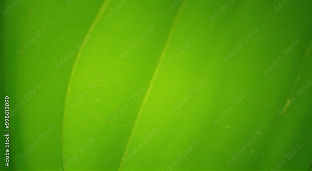 green leaf background green leaf background