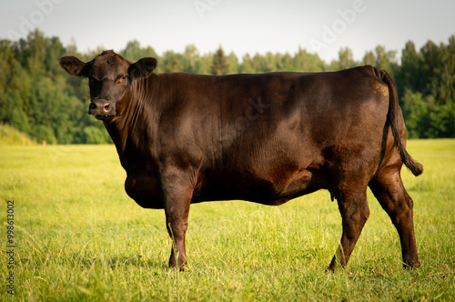 Black angus cow standing on field, forest in background, summer day.