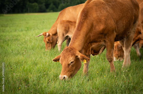 Obraz na plátně Red limousin beef cattle walking on summer day, cows and calves