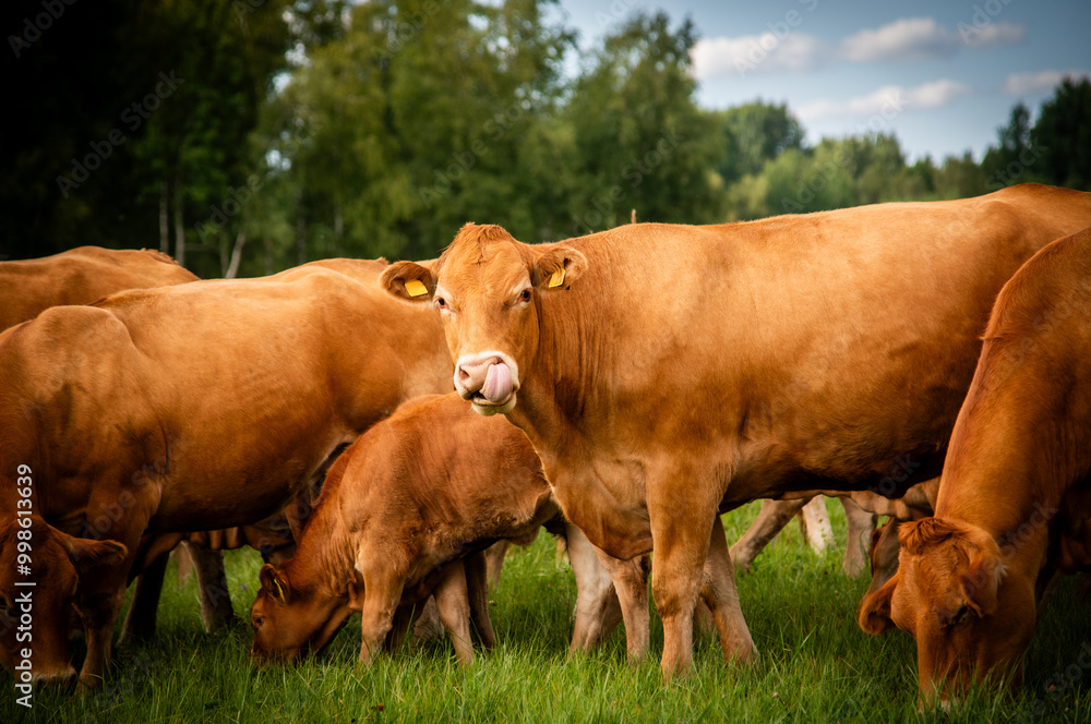 Red limousin beef cattle walking on summer day, cows and calves. Meadow. Forest in background. Suckling herd Red limousin beef cattle walking on summer day, cows and calves. Meadow. Forest in background. Suckling herd