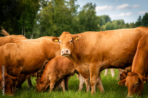 Red limousin beef cattle walking on summer day, cows and calves. Meadow. Forest in background. Suckling herd