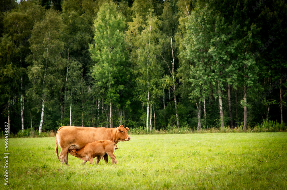 Red limousin beef cattle walking on summer day, cows and calves. Meadow. Forest in background. Suckling herd Red limousin beef cattle walking on summer day, cows and calves. Meadow. Forest in background. Suckling herd