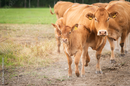 Red limousin beef cattle walking on summer day, cows and calves. Meadow. Forest in background. Suckling herd