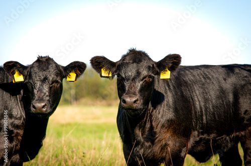 Tableau sur toile Two black angus heifers looking to camera
