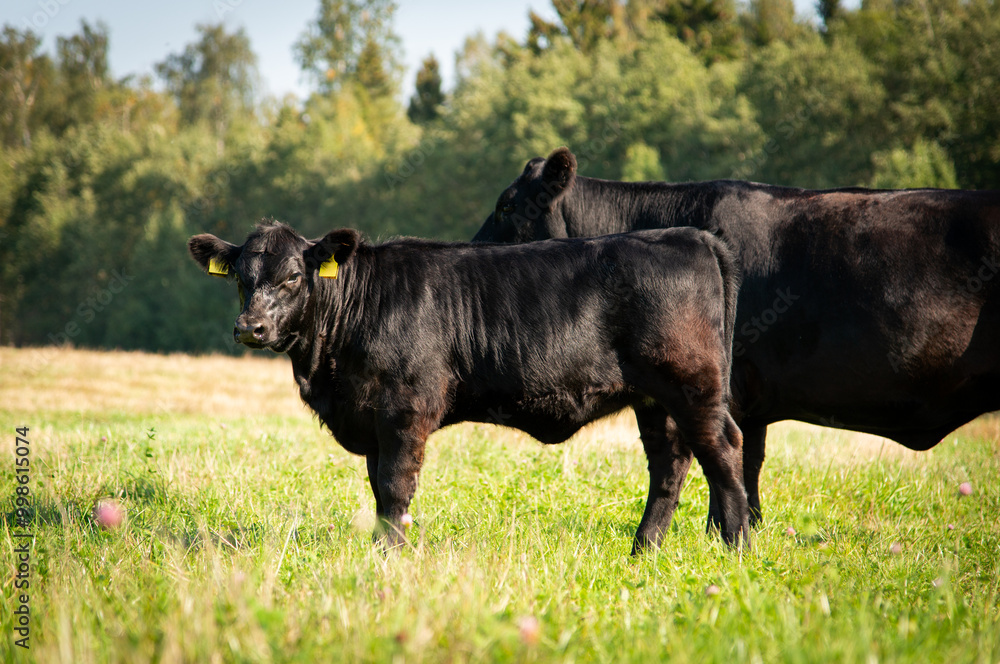 Black angus cows and calves on grassland Black angus cows and calves on grassland