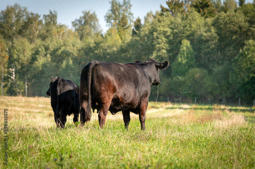 Black angus cows and calves on grassland Black angus cows and calves on grassland
