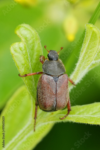 Closeup on an emerging Salland beetle, Hoplia philanthus, a pest species for gardens photo