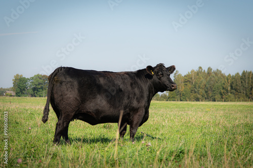 Black angus cow standing on meadow