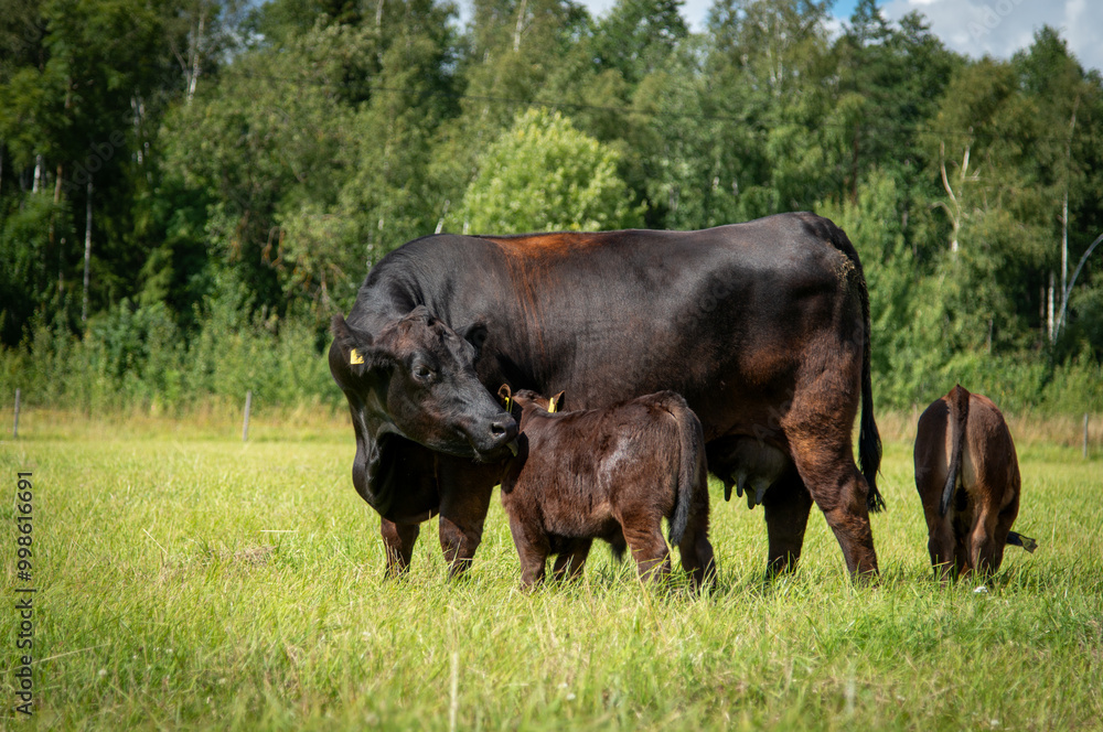 Black angus cows and calves on grassland Black angus cows and calves on grassland