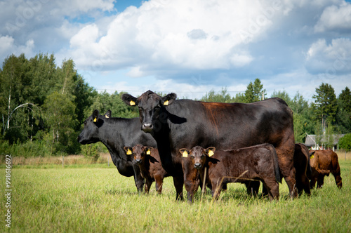 Black angus cows and calves on grassland