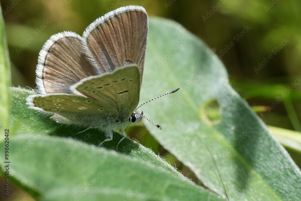 Obraz premium Closeup on the small North American colorful blackmorei or the Puget blue butterfly, Icaricia icarioides with spread wings