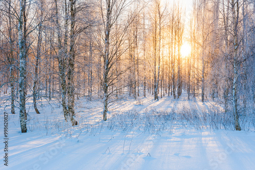 Sunlight illuminating a snow-covered forest in Sweden creates a serene winter landscape during the early morning
