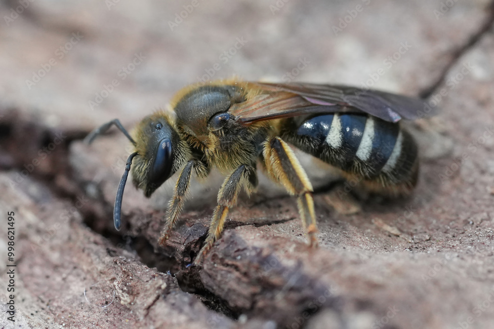 Closeup on a large female North-American furrow bee, Lasioglossum cf. titusi sitting on wood, Coquille, Oregon Closeup on a large female North-American furrow bee, Lasioglossum cf. titusi sitting on wood, Coquille, Oregon
