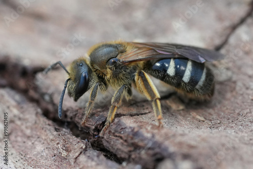 Closeup on a large female North-American furrow bee, Lasioglossum cf. titusi sitting on wood, Coquille, Oregon photo