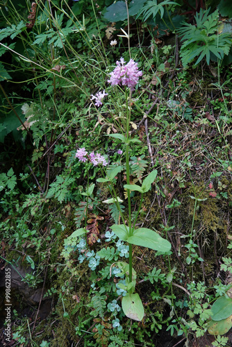 Closeup on the purple flowering North-American California, honeysuckle wildflower, Plectritis congesta at Columbia river Gorge, Oregon photo