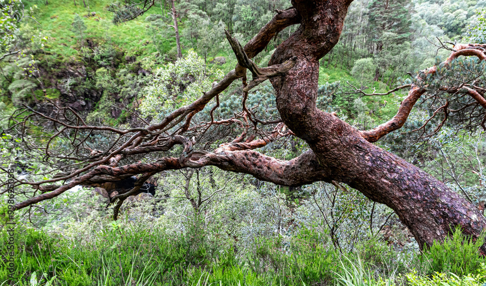 Fototapeta premium Scenery in Glen nevis scotland
