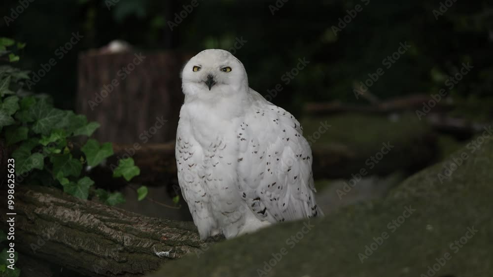 Snowy owl, Bubo scandiacus, sits peacefully among ivy-covered branches, meticulously preening its white feathers, highlighting its natural grace and beauty. Wildlife and nature Snowy owl, Bubo scandiacus, sits peacefully among ivy-covered branches, meticulously preening its white feathers, highlighting its natural grace and beauty. Wildlife and nature