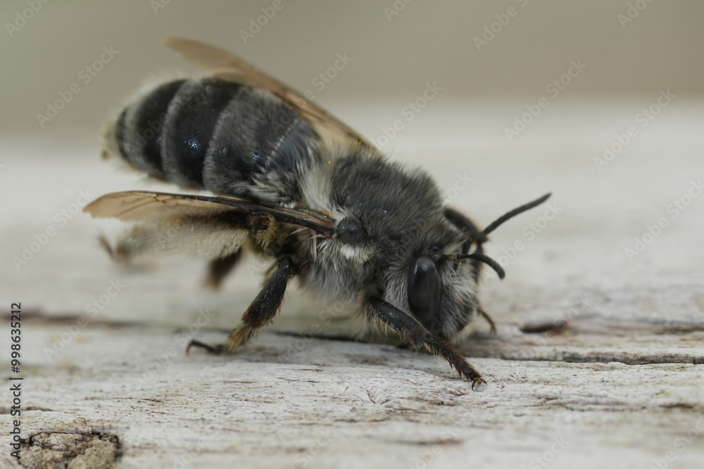 Closeup on a female Pacific Dune-Digger solitary bee, Habropoda miserabilis on a piece of wood Closeup on a female Pacific Dune-Digger solitary bee, Habropoda miserabilis on a piece of wood