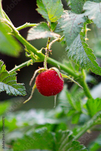 Rubus rosifolius, also known as roseleaf bramble, Mauritius raspberry, thimbleberry, Vanuatu raspberry and bramble of the Cape