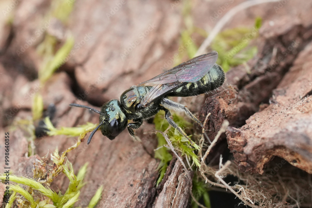 Closeup on a green metallic North-American Ceratina solitary bee sitting on wood , Crescent city, California Closeup on a green metallic North-American Ceratina solitary bee sitting on wood , Crescent city, California