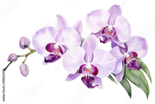 PNG Orchid flower plant white background.