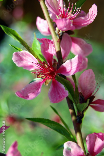 a pink flower Prunus tenella photo