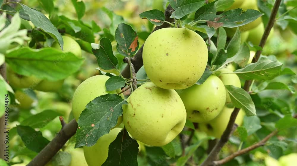 green apples on a tree green apples on a tree