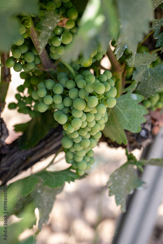 Grape berries initiating colour change from green to purple during veraison Grape berries initiating colour change from green to purple during veraison
