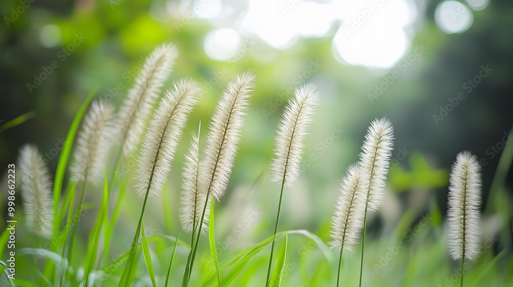 Grass Flower, Nature, Photo Realistic, Pattern Background, Wallpaper, Cover and Screen for Smartphone, PC, Laptop, 9:16 and 16:9 Format Grass Flower, Nature, Photo Realistic, Pattern Background, Wallpaper, Cover and Screen for Smartphone, PC, Laptop, 9:16 and 16:9 Format