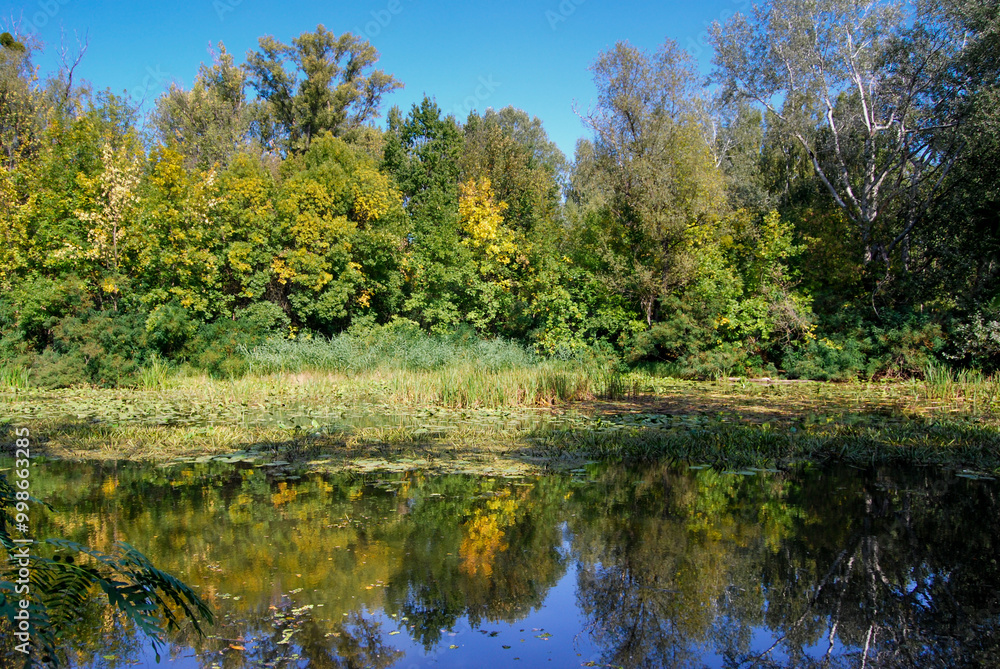 the opposite coast of the autumn river with vegetation and trees the opposite coast of the autumn river with vegetation and trees