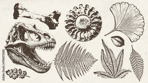 Prehistoric ammonite shell, dinosaur skull, ancient leaves imprints set . Dinosaur and prehistoric period collection of icons in monochrome style. Vector